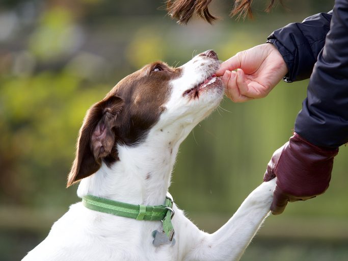 Dog receiving a treat